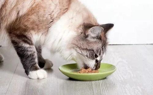 娱乐吃瓜猫咪视频大全免费观看,免费观看吃瓜视频大全