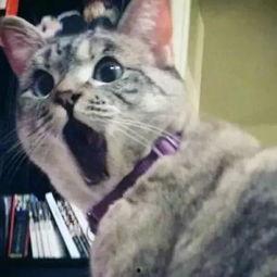 娱乐吃瓜君和猫,揭秘娱乐圈的萌宠趣事