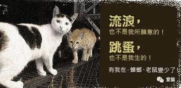 娱乐吃瓜君和猫,揭秘娱乐圈的萌宠趣事